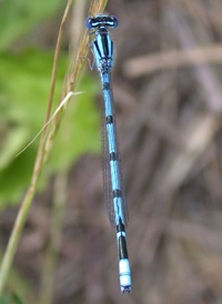 Atlantic Bluet